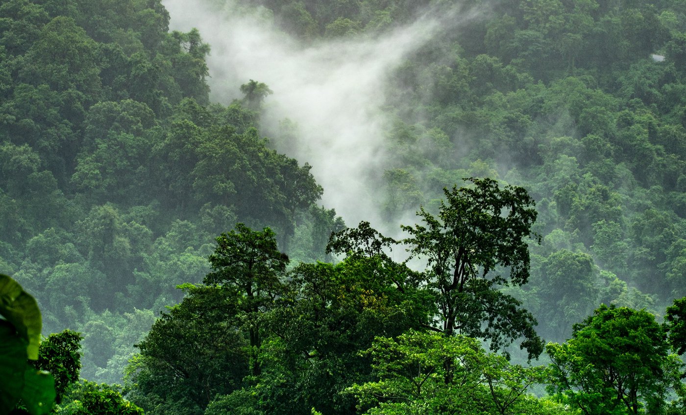 Colruyt Group wil CO2-neutraal worden door 12 miljoen bomen te planten in Congo