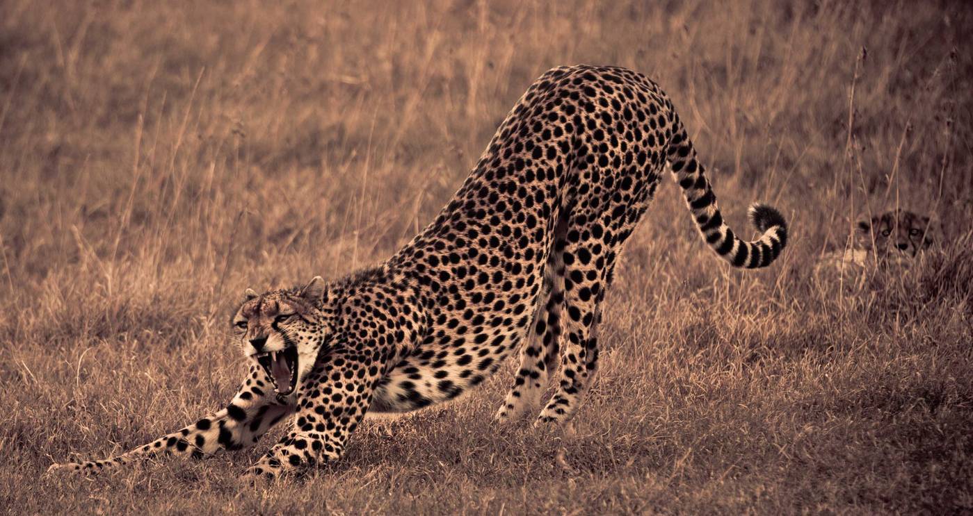 “Enkel bedrijven die zich gedragen als een cheeta, kunnen een crisissituatie overleven”