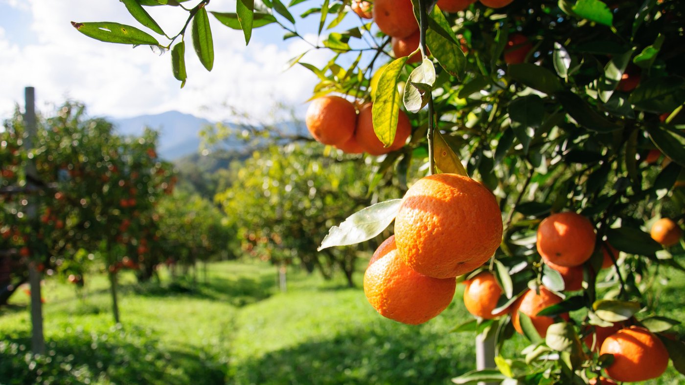 Greenyard sluit overeenkomst met vastgoedinvesteerder voor 90 miljoen euro