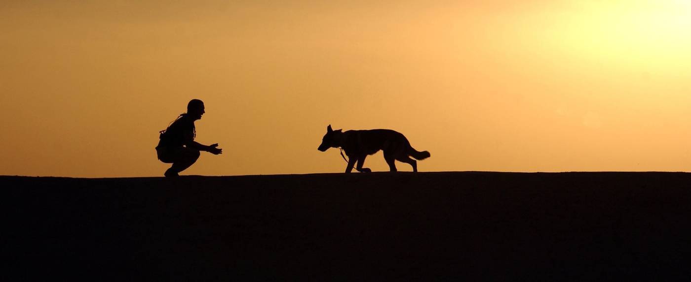 In de omgang met technologie zijn wij mensen als honden: gefokt om gehoorzaam te zijn