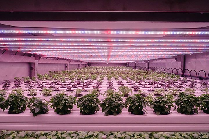 Urban Crop Solutions: indoor farms om de wereldwijde voedingsproductie een nieuwe richting uit te sturen