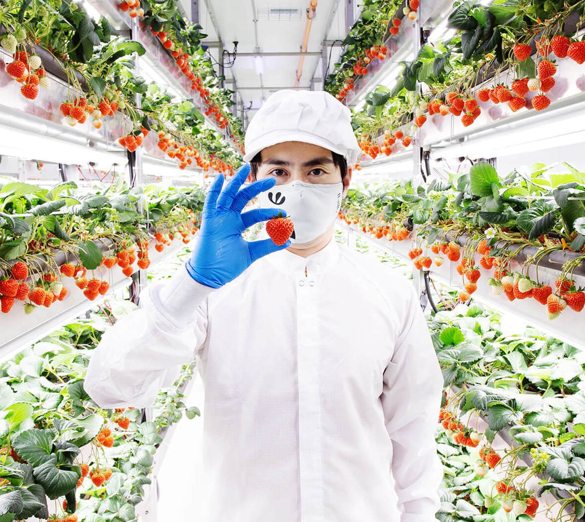 ‘Vertical farming’: De perfecte harmonie tussen technologie en natuur.