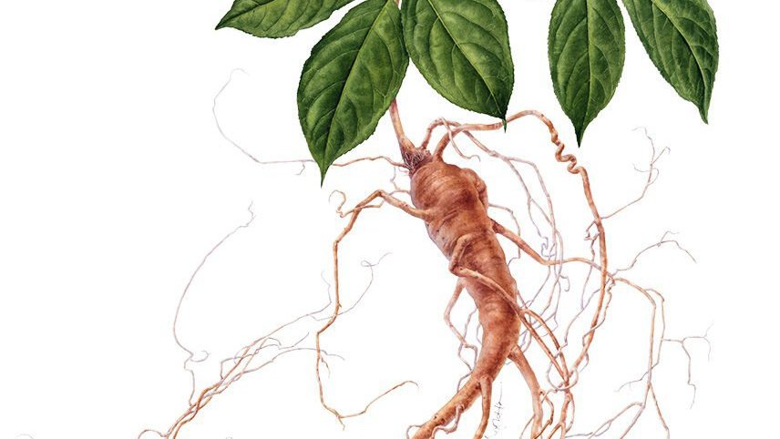 Waalse producent van geneeskrachtige planten haalt 6,6 miljoen euro op